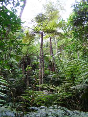 Regenwald von Kumbago-Lushoto-Tanga-Tanzania